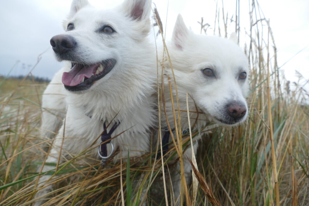 Danish Spitz. 2 Danish Spitz dogs in a field.