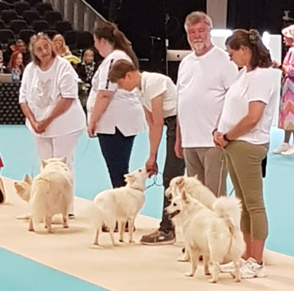 European Dog Show 2023 Selskabet for Dansk Spids